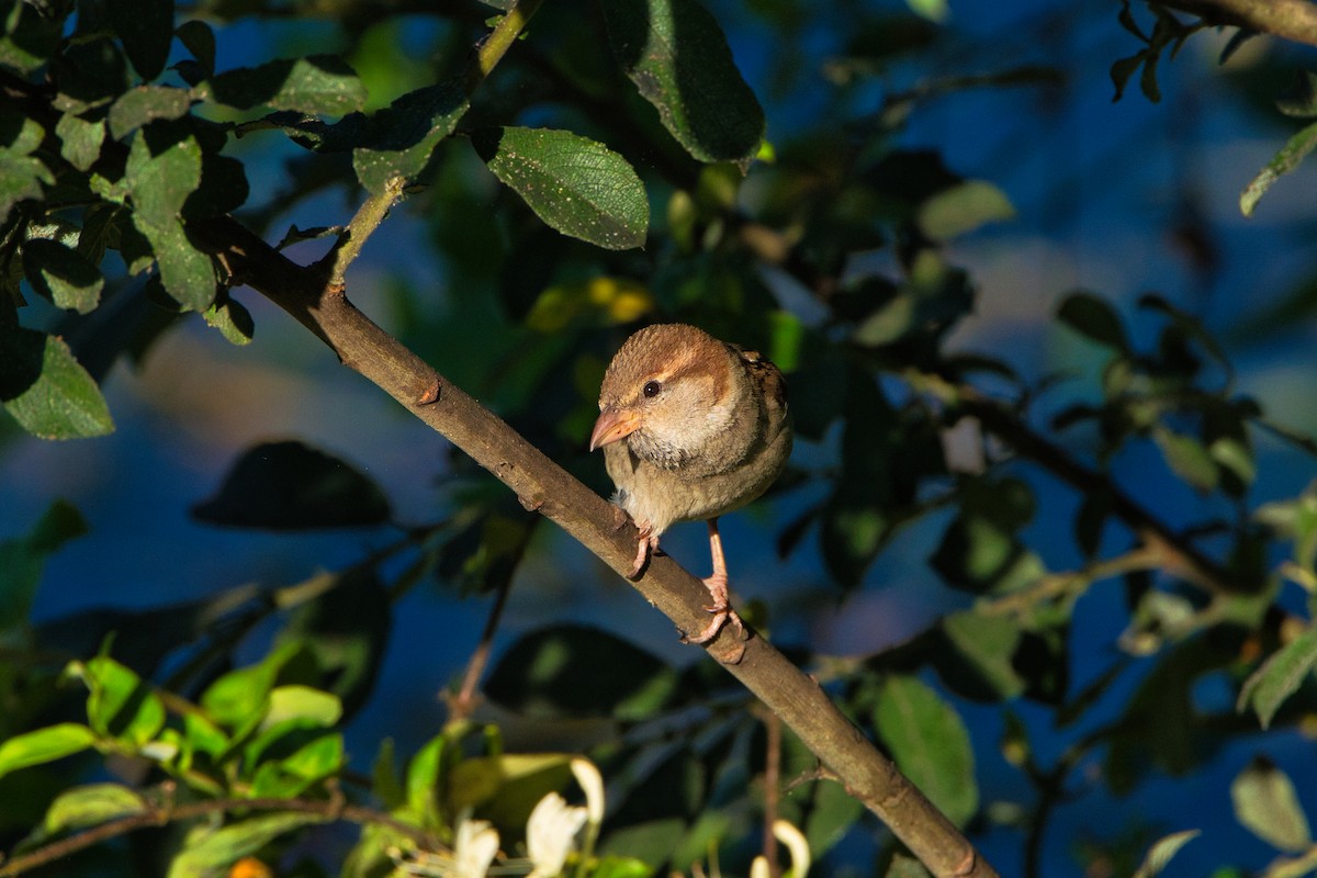 Italian Sparrow - ML638170134