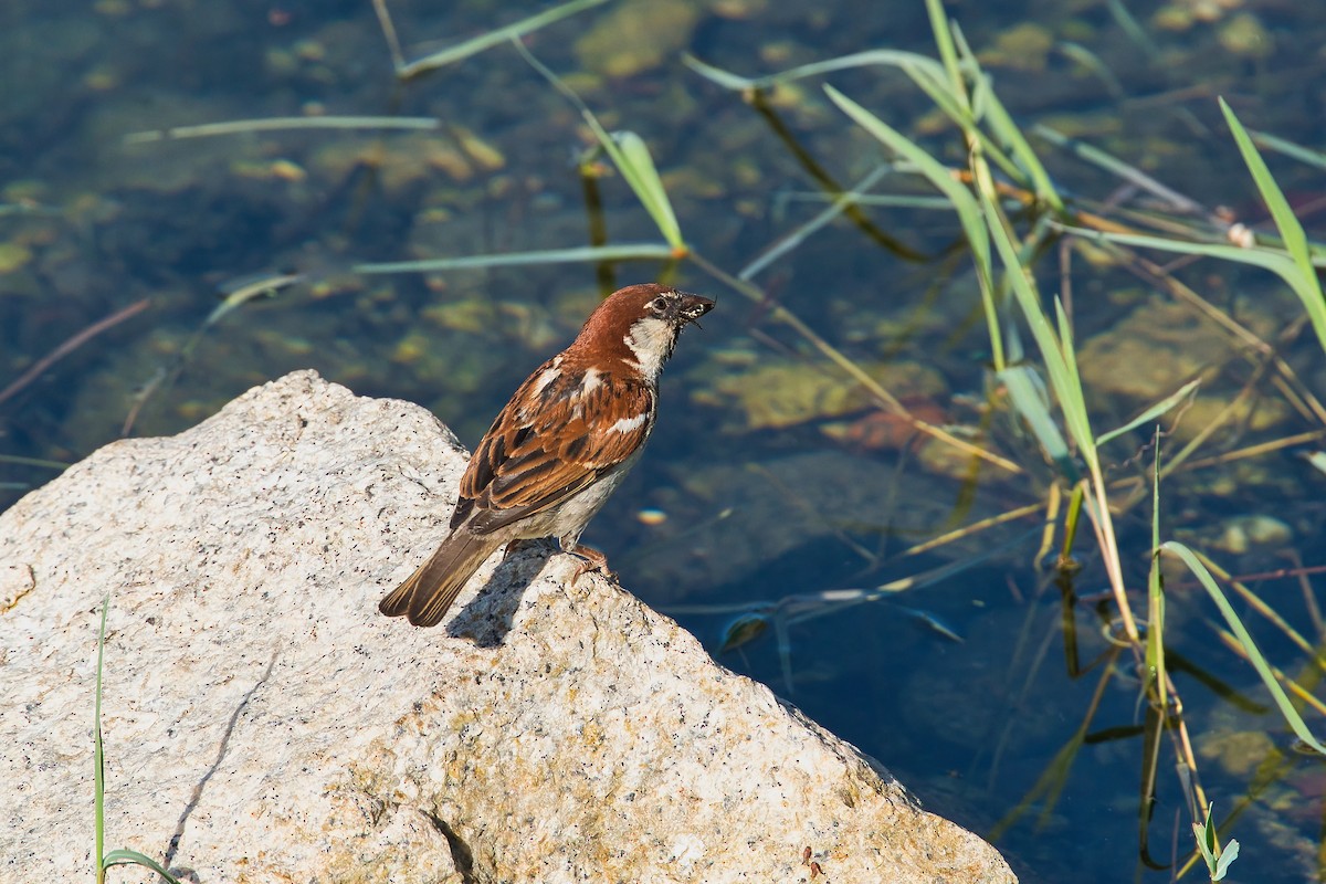 Italian Sparrow - ML638170135