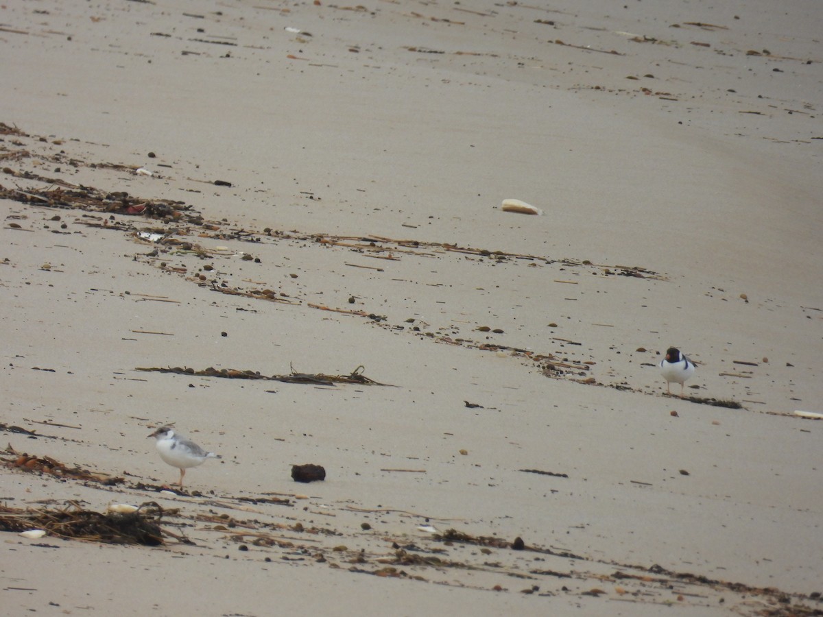 Hooded Plover - ML638170155