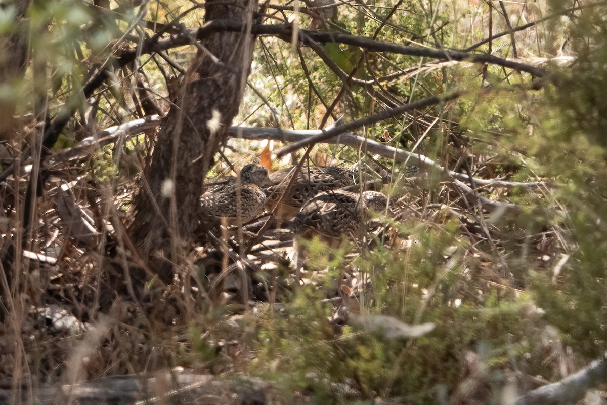 Painted Buttonquail - ML638170157