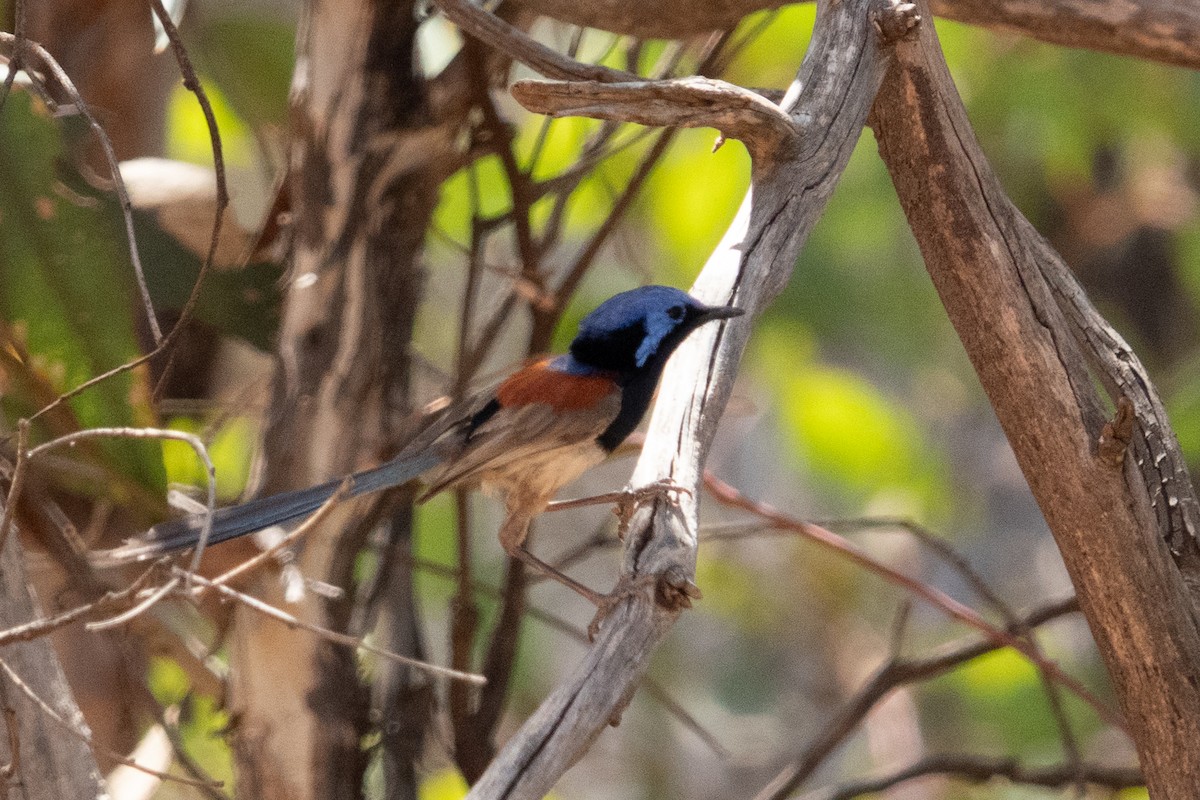 Mérion à gorge bleue - ML638170173