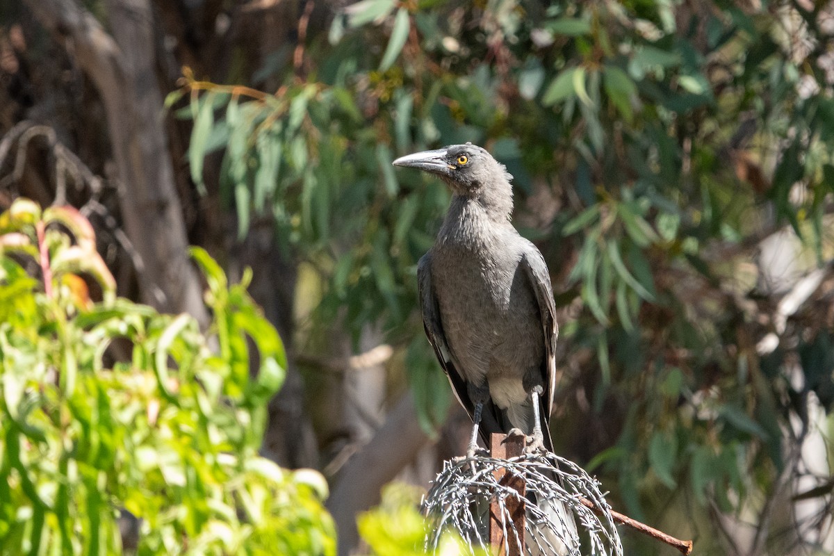Gray Currawong - ML638170185