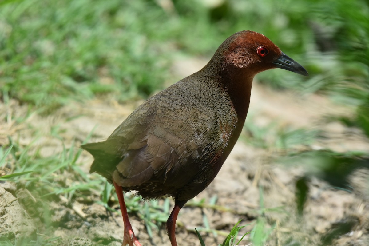 Zimtsumpfhuhn - ML638170189