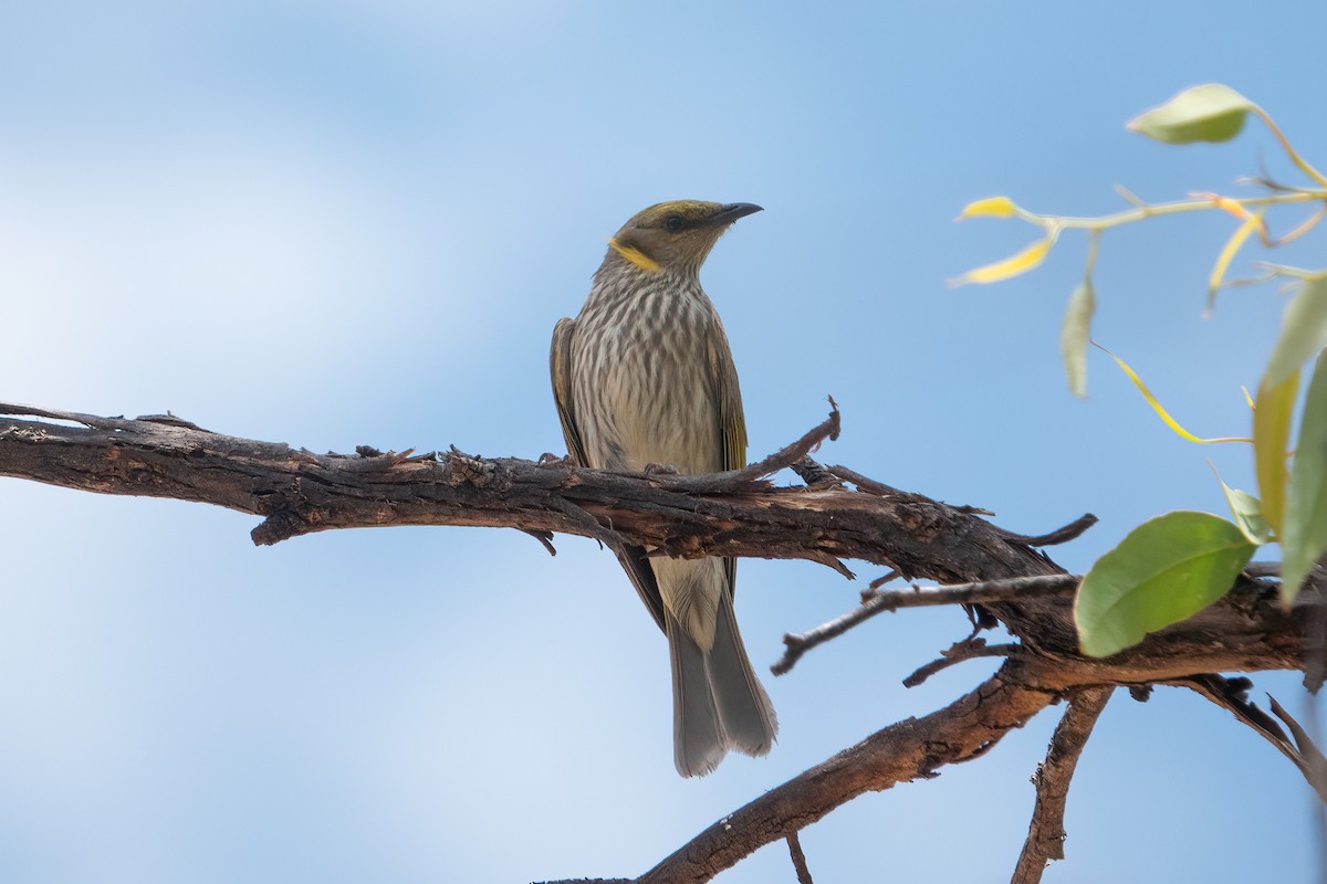 Yellow-plumed Honeyeater - ML638170202