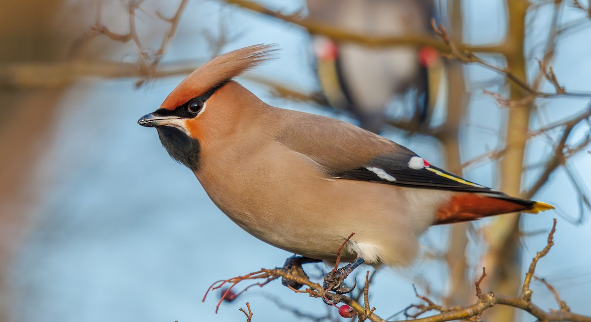 Bohemian Waxwing - ML638170204