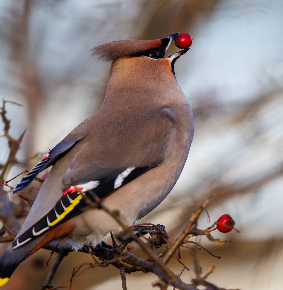 Bohemian Waxwing - ML638170205