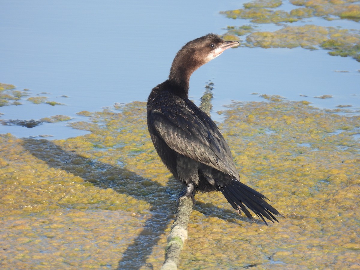 Pygmy Cormorant - ML638170222