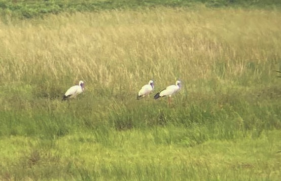 zejozob asijský - ML638170223