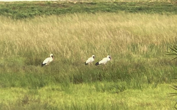 zejozob asijský - ML638170224