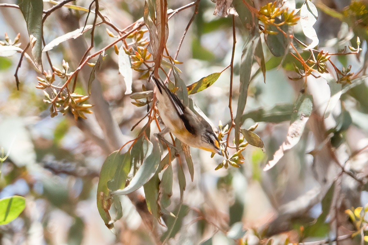Striated Pardalote - ML638170227