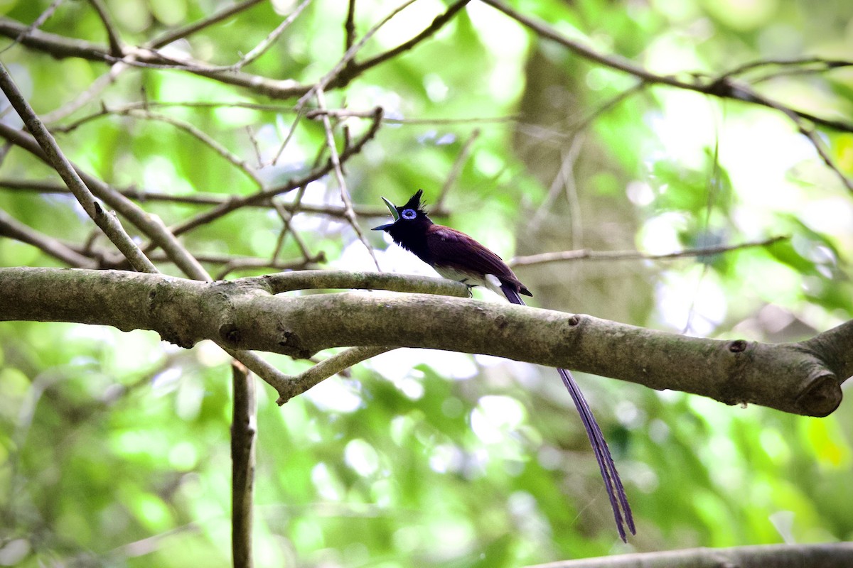 Black Paradise-Flycatcher - ML638170229