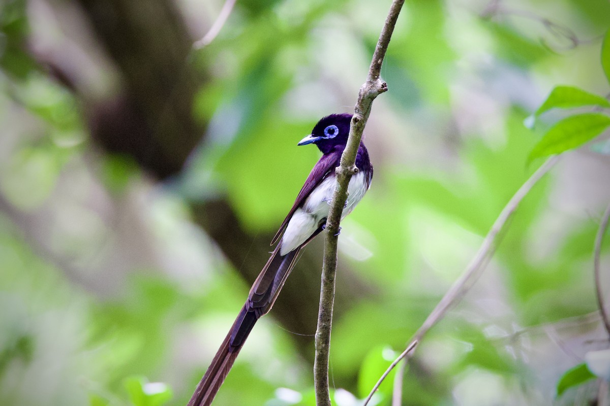 Black Paradise-Flycatcher - ML638170234