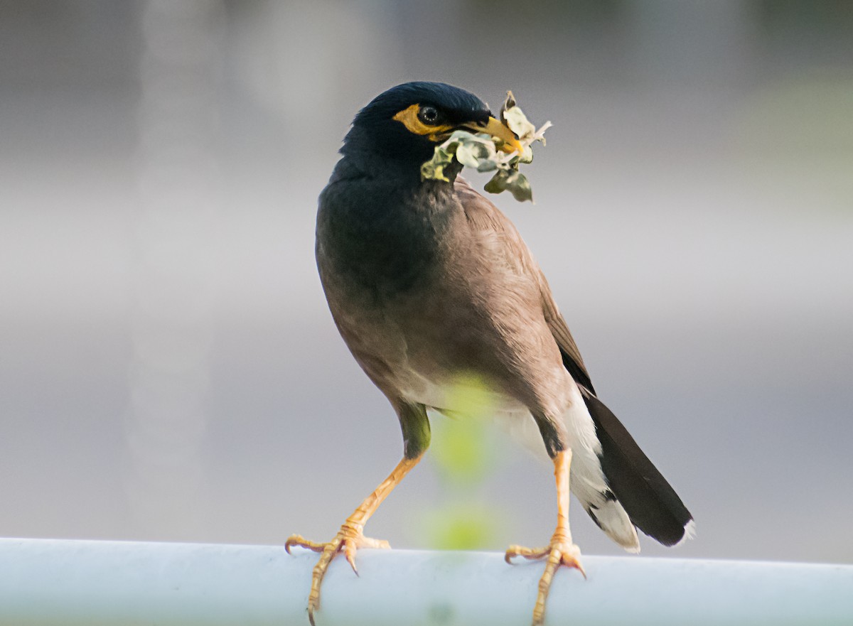 Common Myna - ML638170236