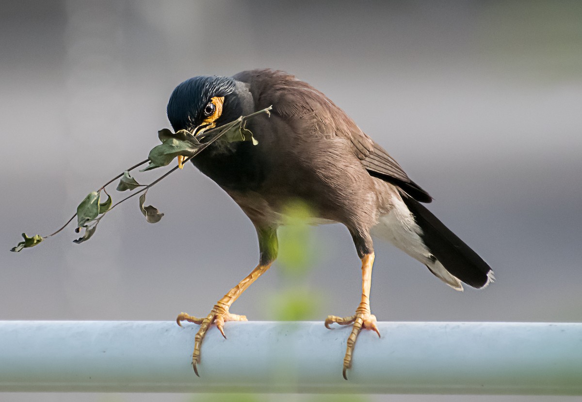 Common Myna - ML638170237