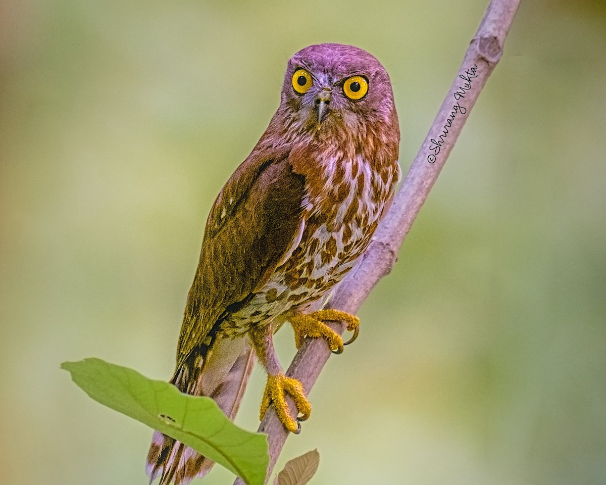 Brown Boobook - ML638170243