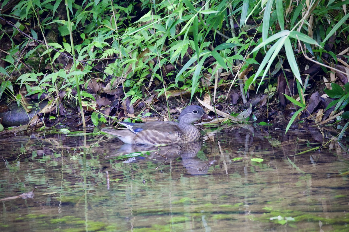 Mandarin Duck - ML638170260