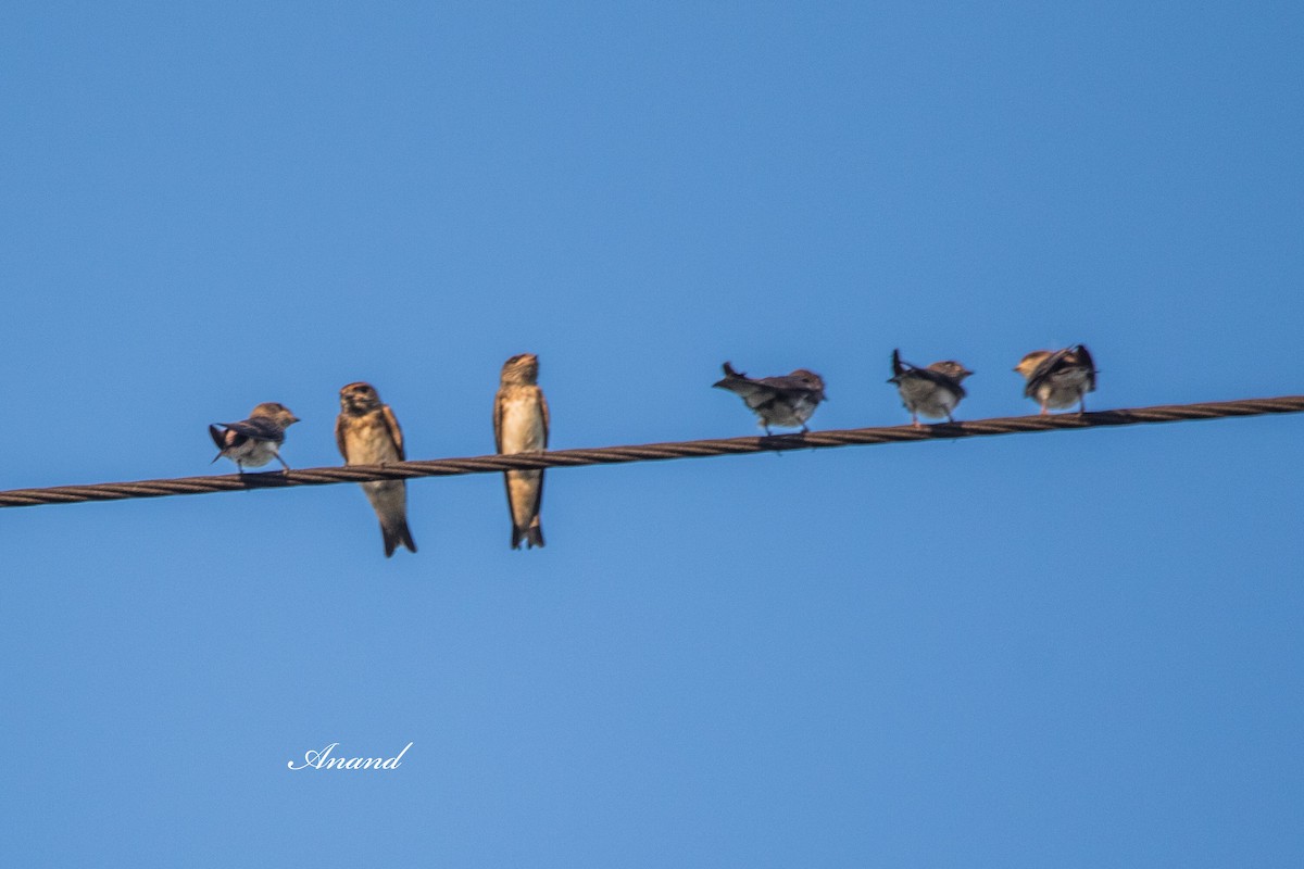 Streak-throated Swallow - ML638170280