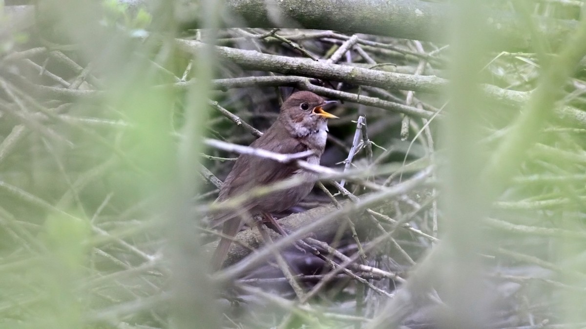 Thrush Nightingale - ML638170283