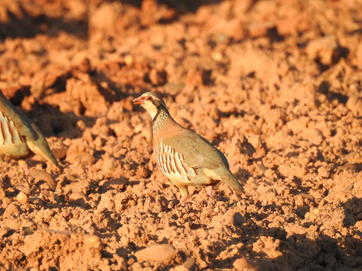 Red-legged Partridge - ML638170299