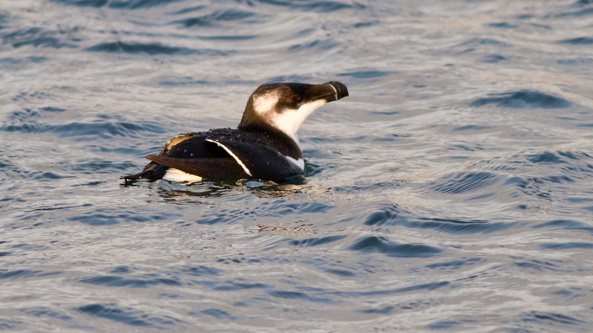 Razorbill - ML638170318