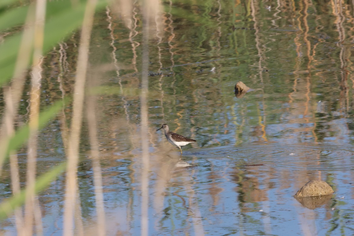 Wood Sandpiper - ML638170325