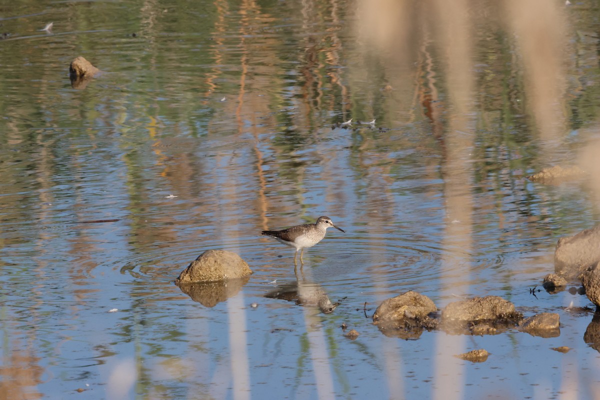 Wood Sandpiper - ML638170326