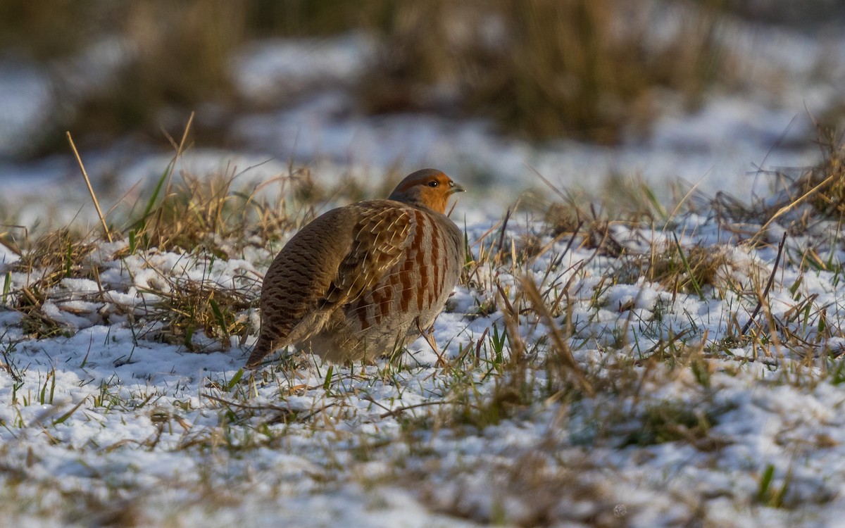 Gray Partridge - ML638170365