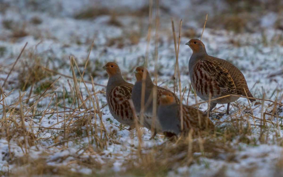 Gray Partridge - ML638170366