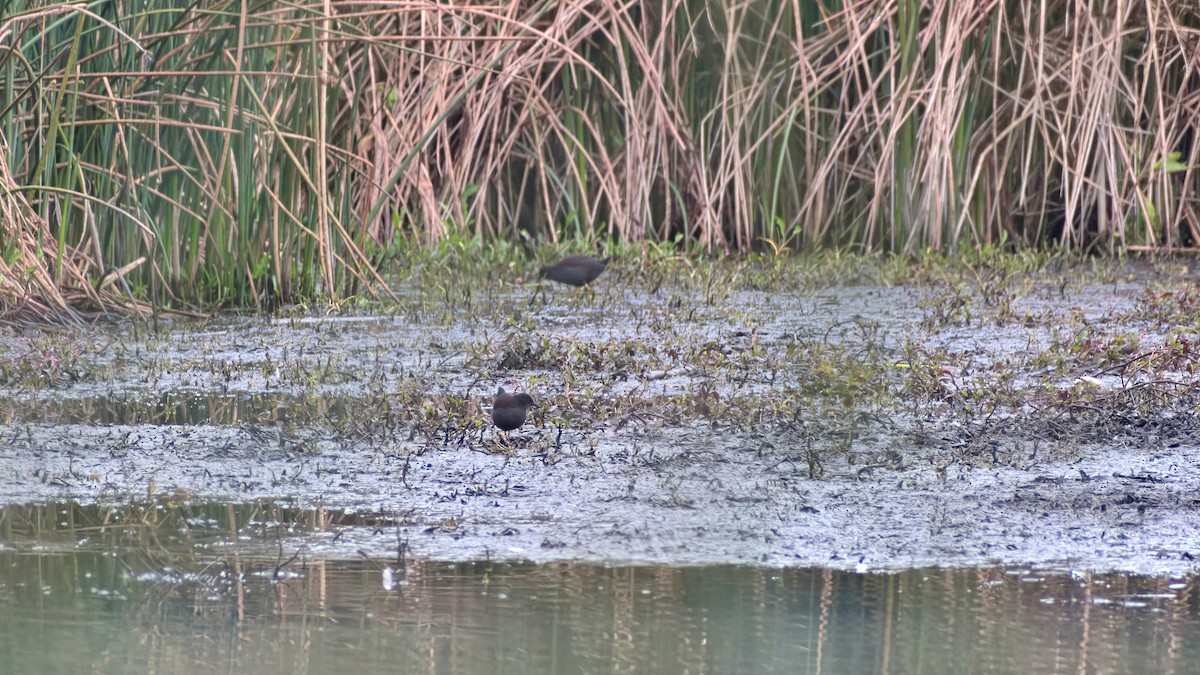 Spotless Crake - ML638170370
