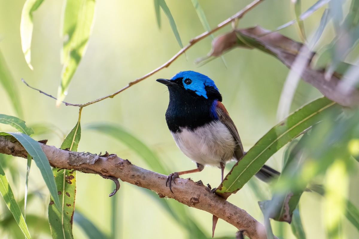 Variegated Fairywren - ML638170379