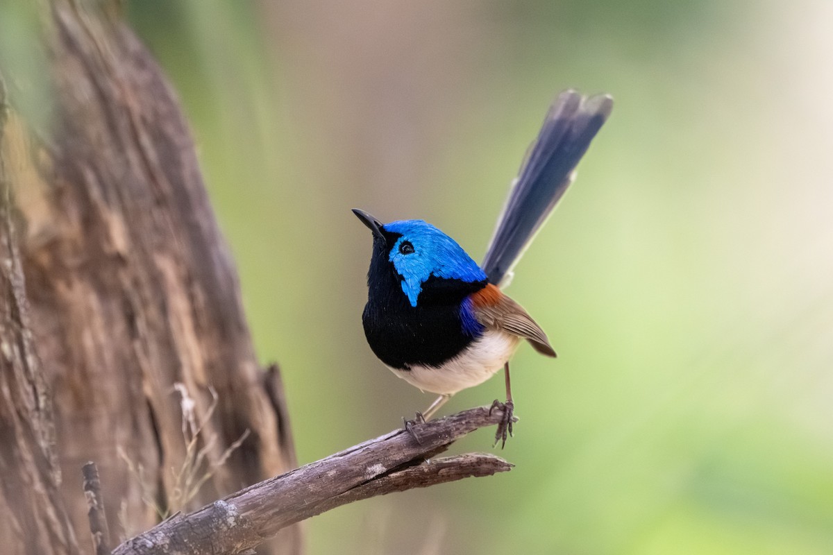 Variegated Fairywren - ML638170380