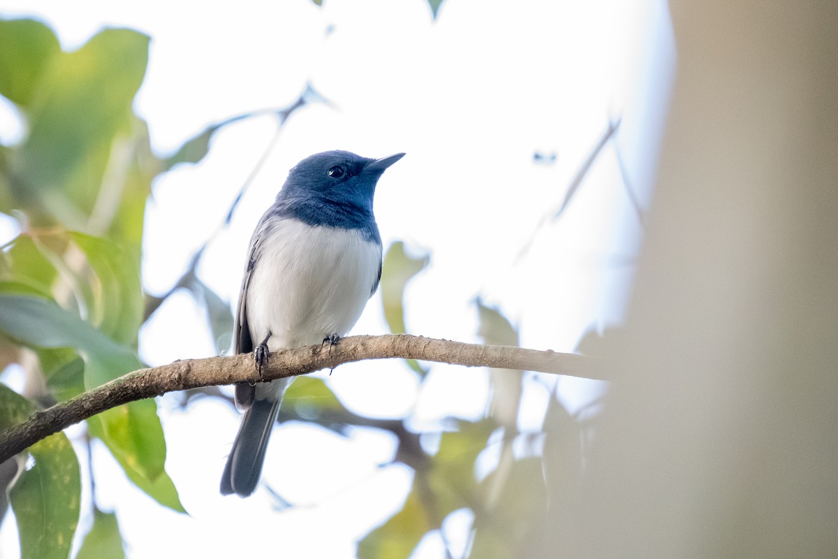 Leaden Flycatcher - ML638170390
