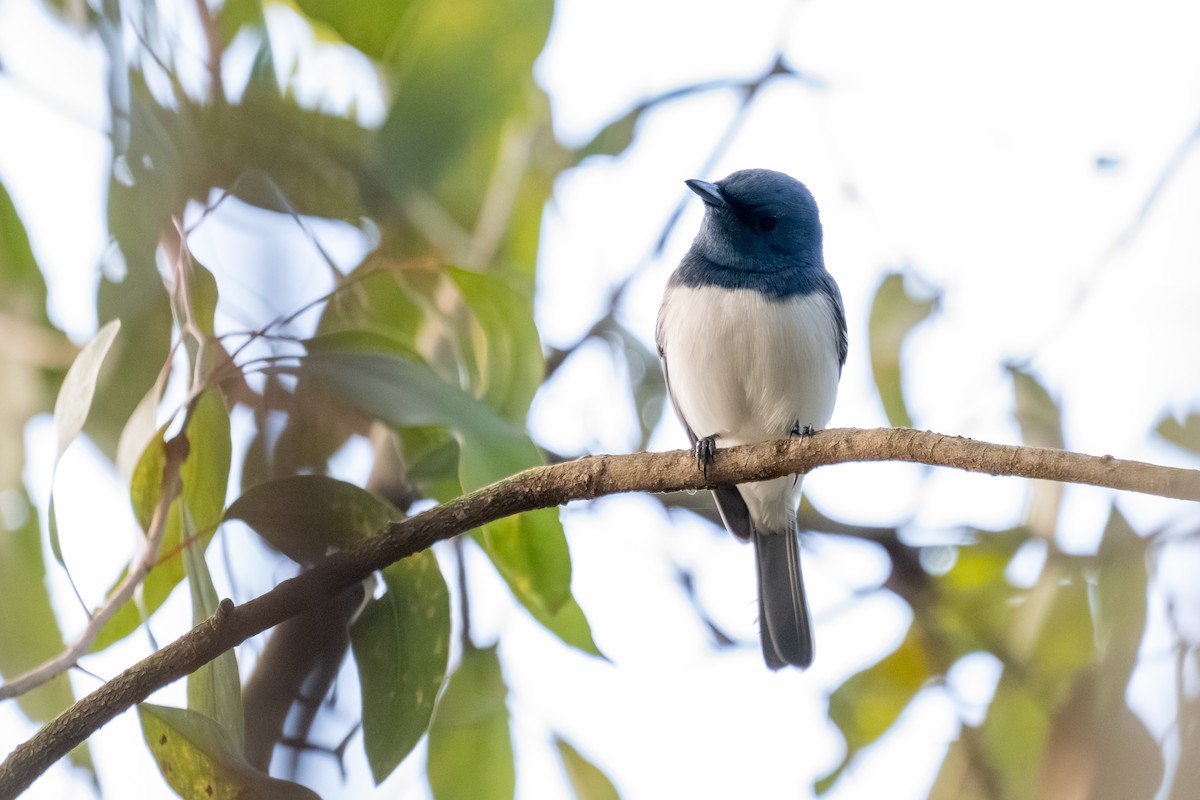 Leaden Flycatcher - ML638170391