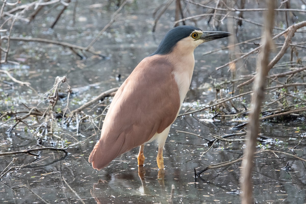 Nankeen Night Heron - ML638170427