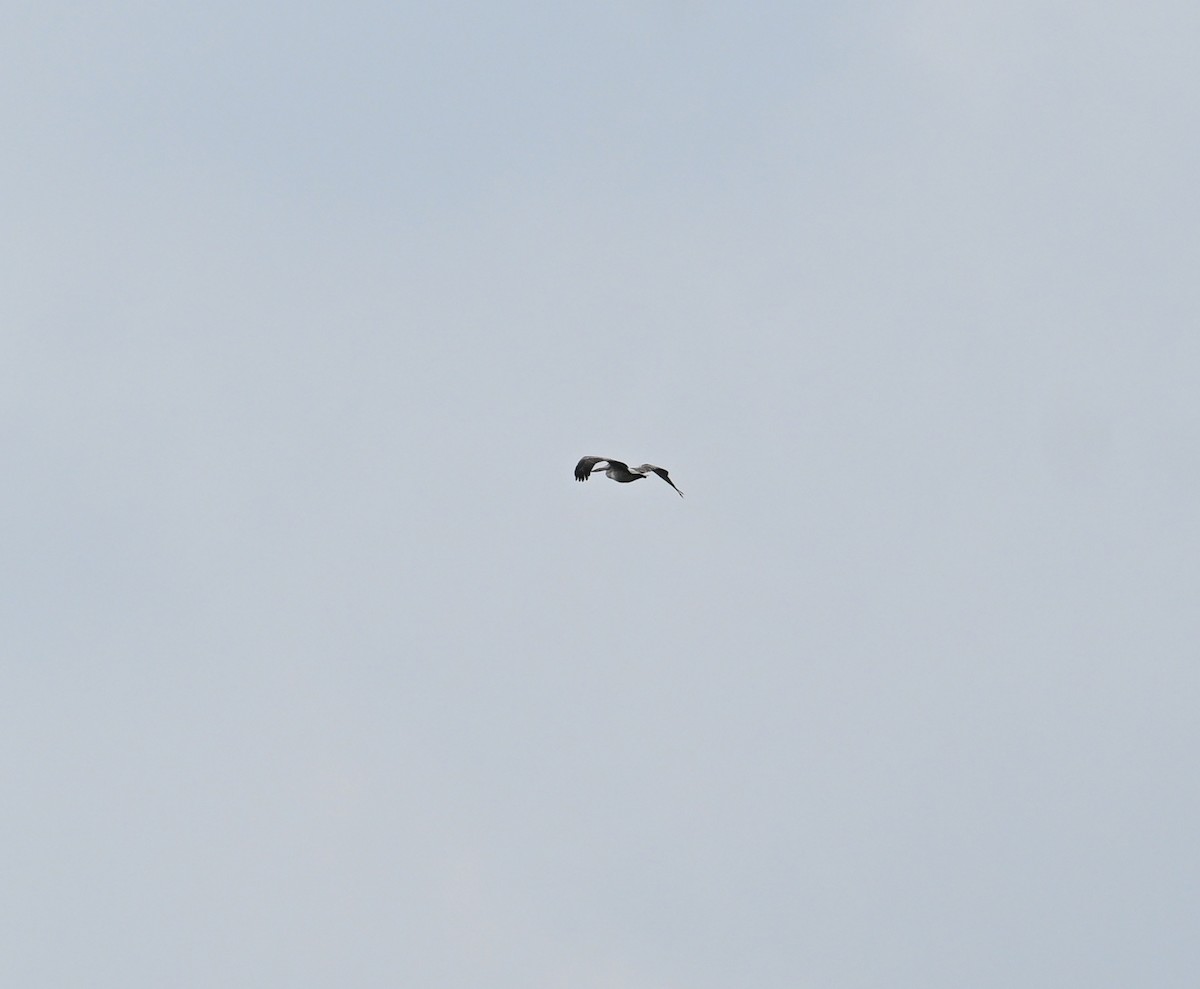 Spot-billed Pelican - ML638170445