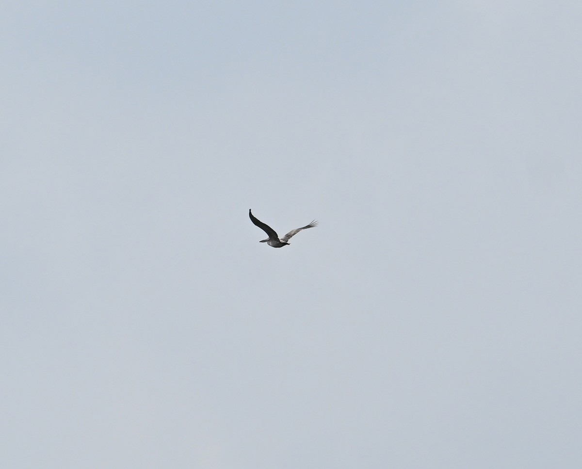 Spot-billed Pelican - ML638170446