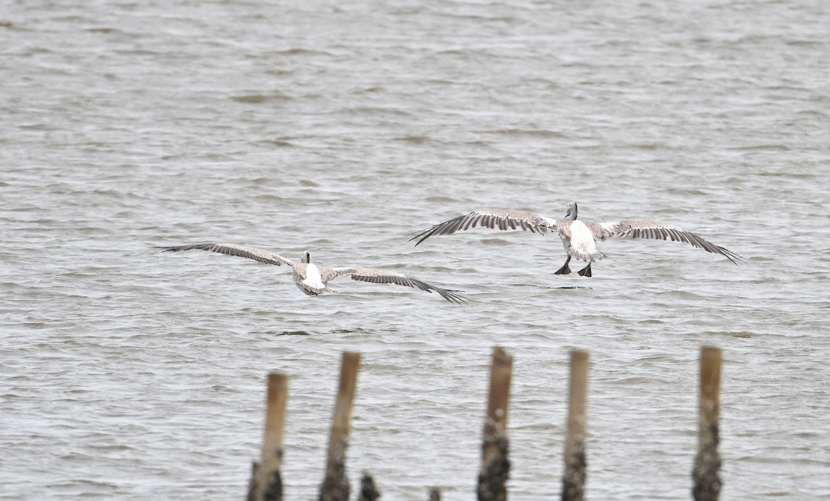 Spot-billed Pelican - ML638170447