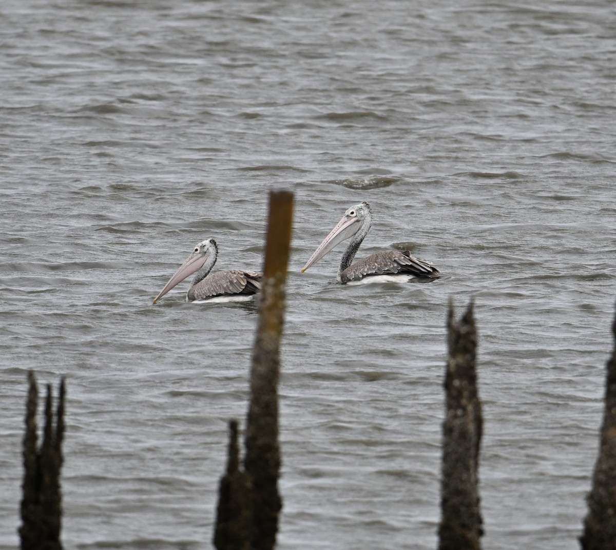 Spot-billed Pelican - ML638170448