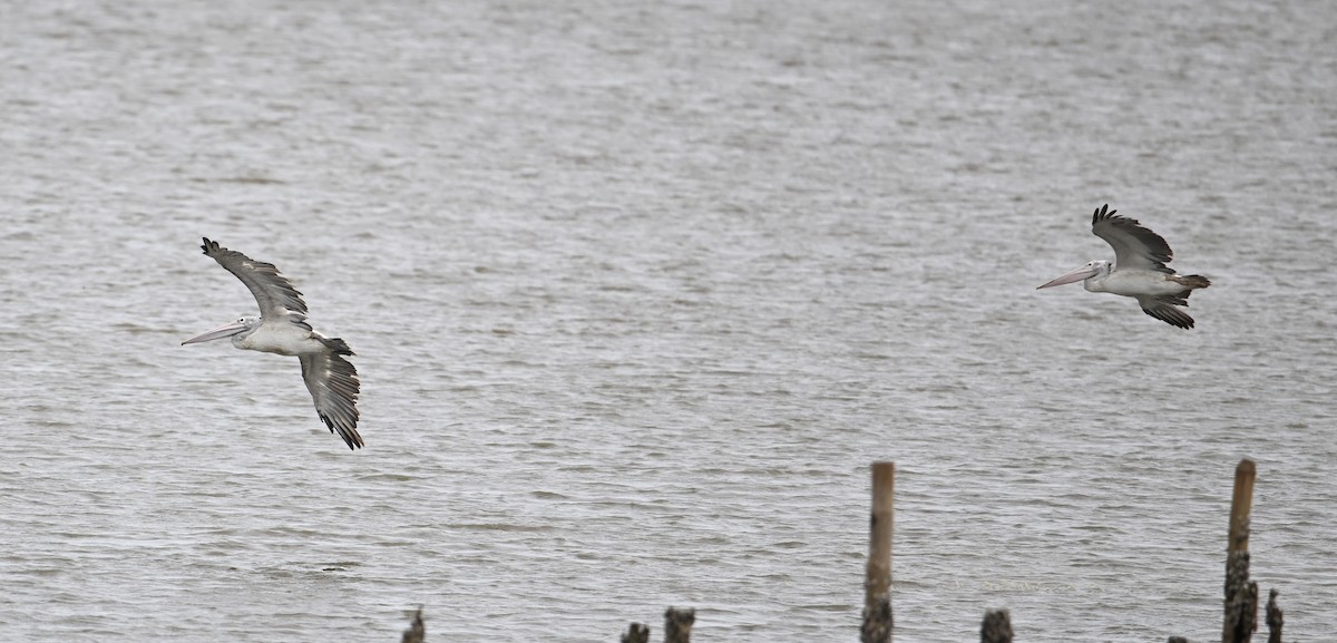 Spot-billed Pelican - ML638170449