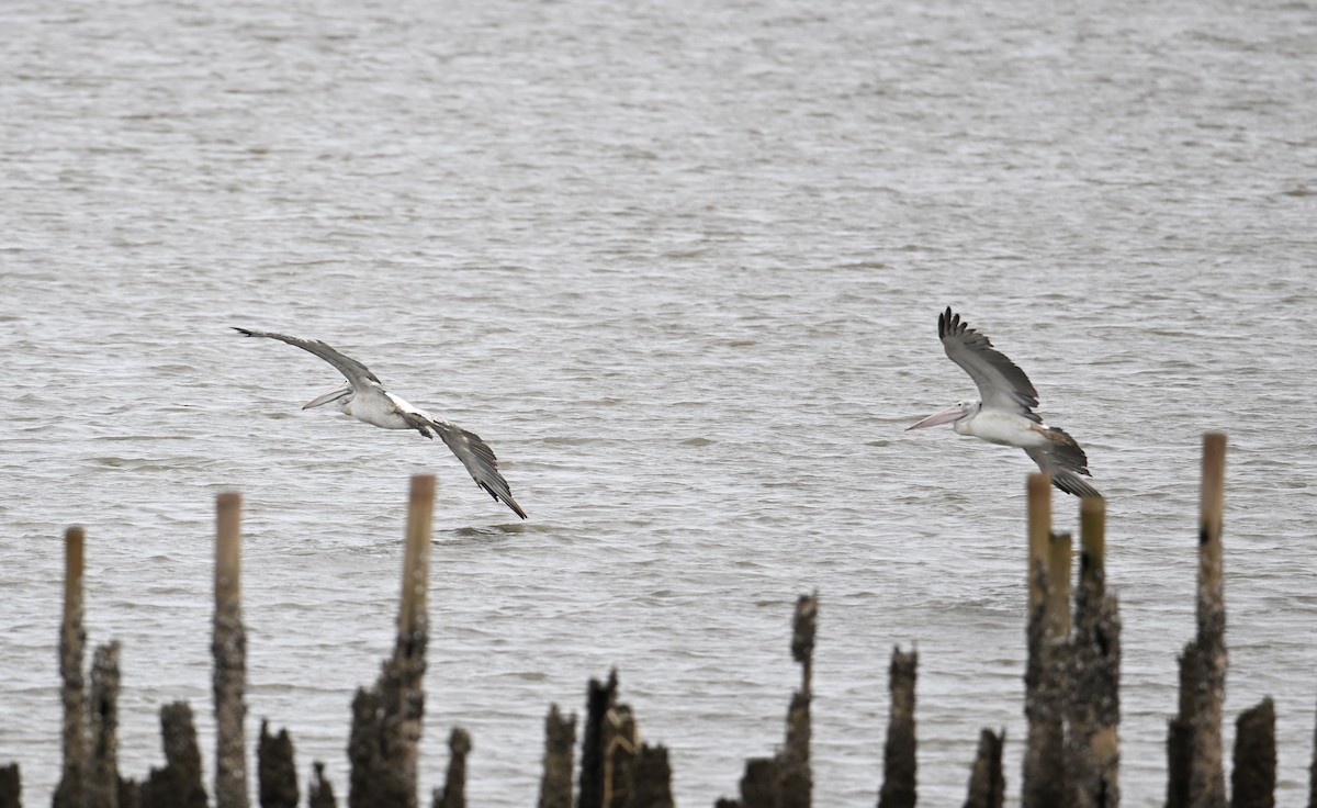 Spot-billed Pelican - ML638170450