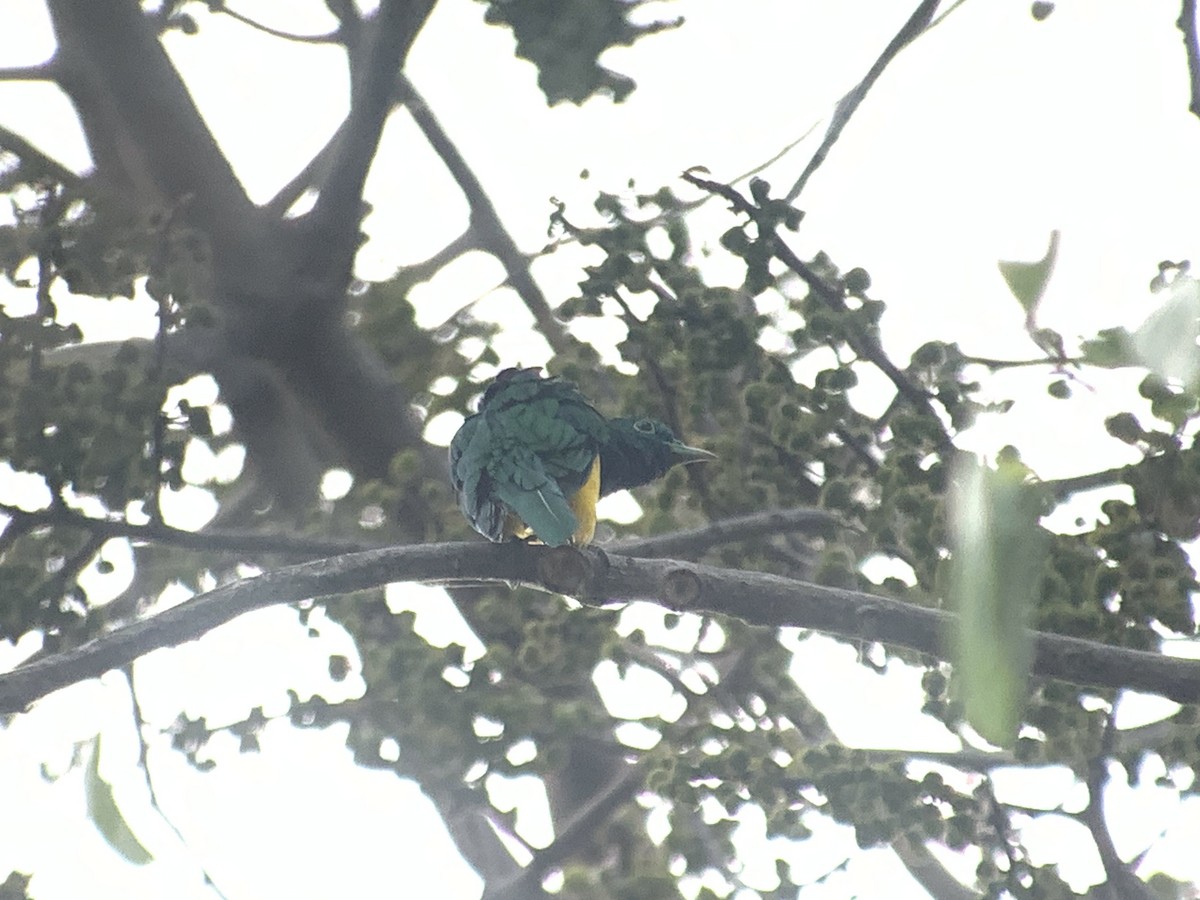 African Emerald Cuckoo - ML638170489