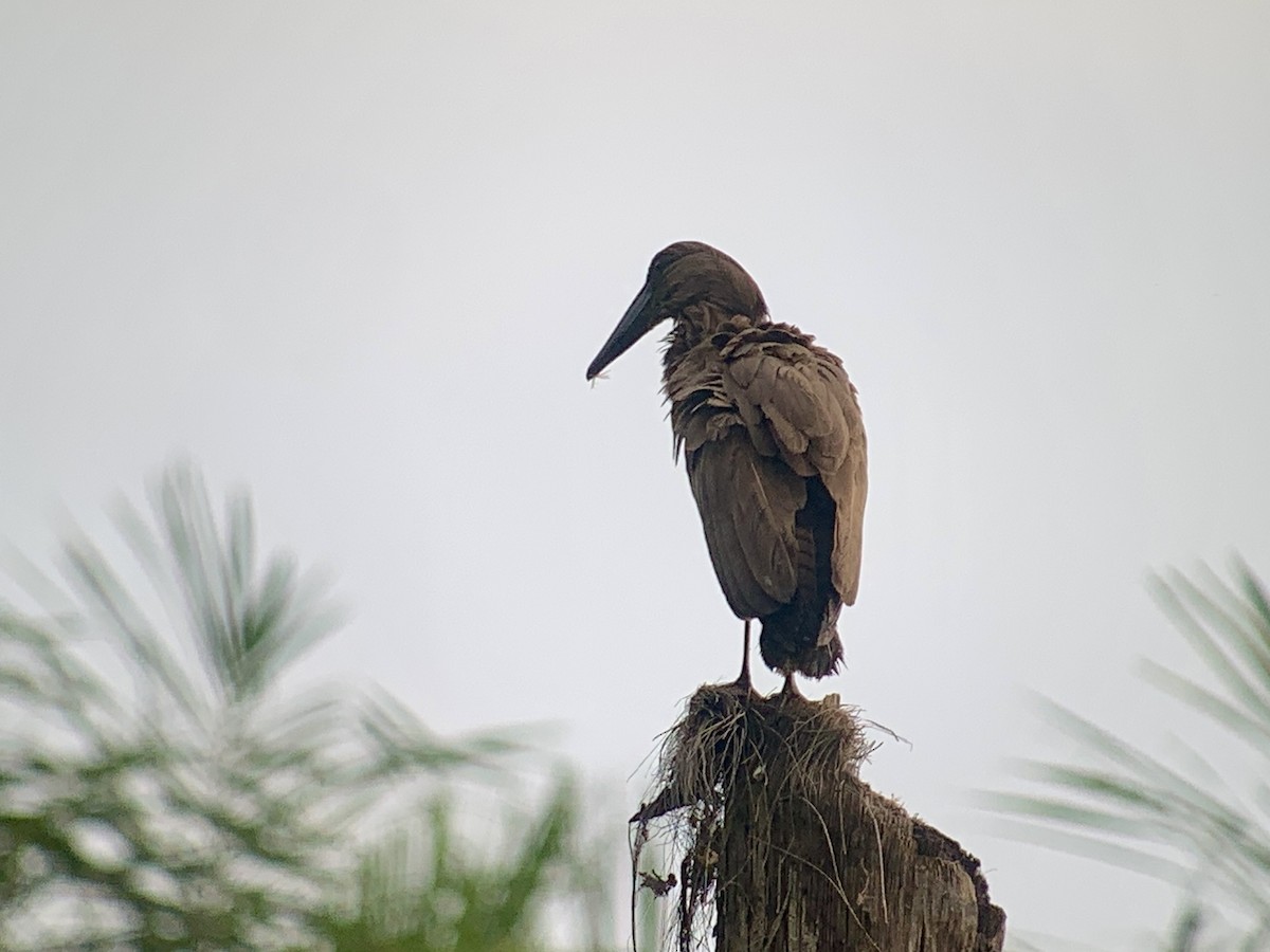 Hamerkop - ML638170491