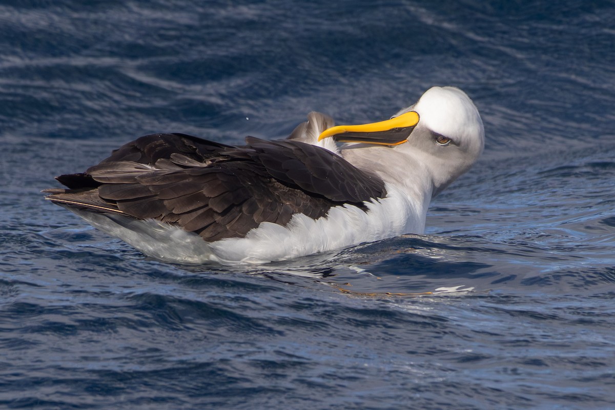 Buller's Albatross - ML638170528