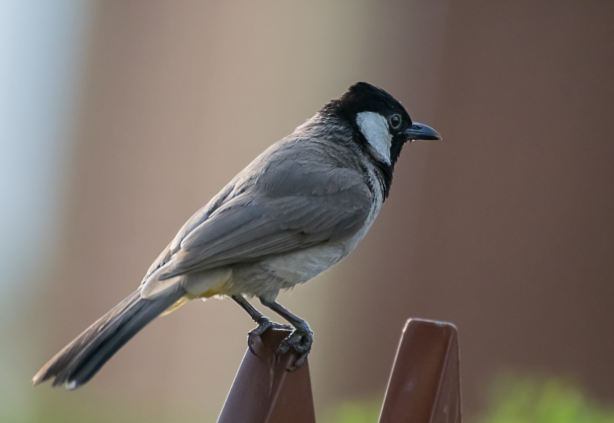 White-eared Bulbul - ML638170530