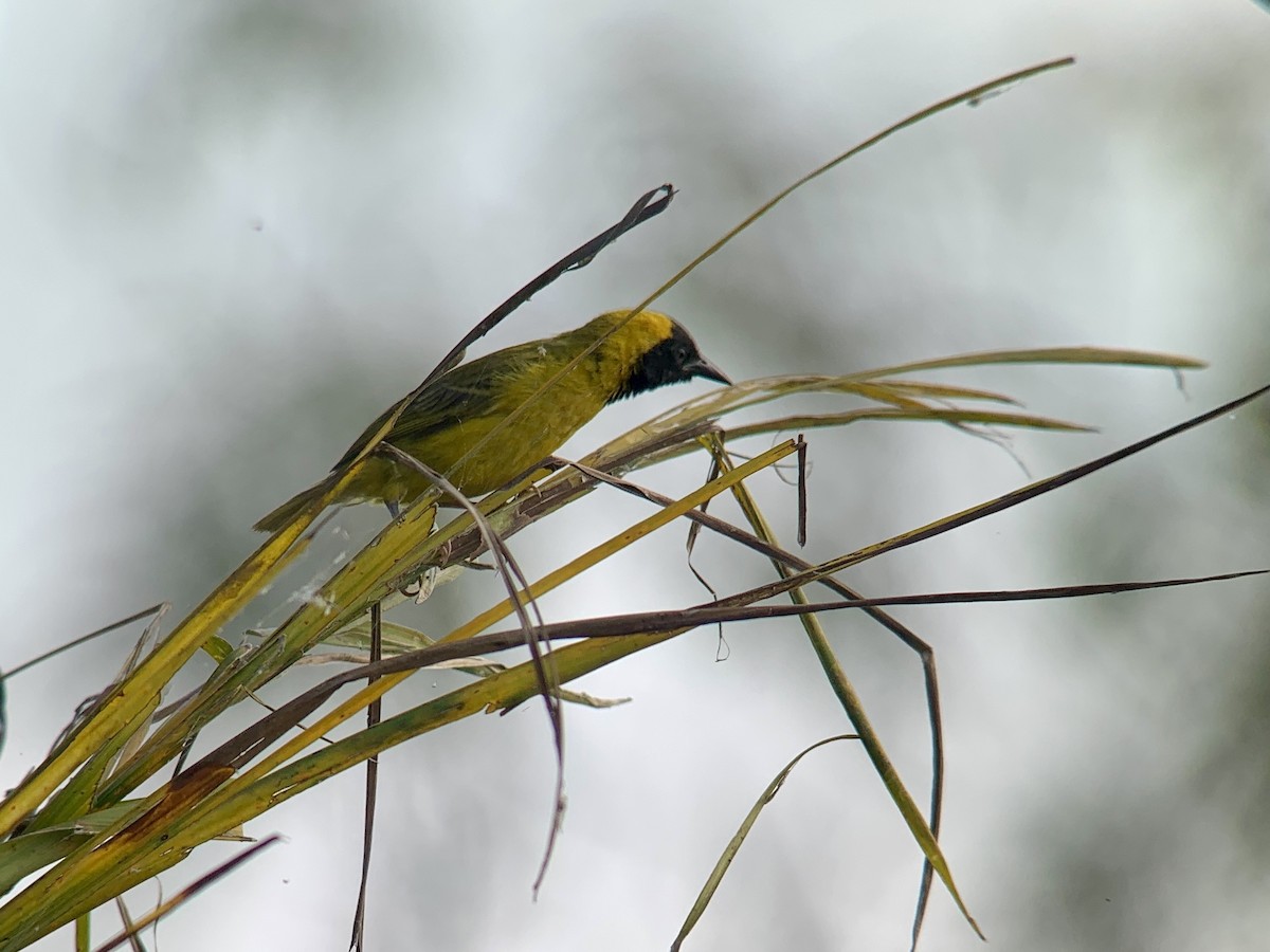 Slender-billed Weaver - ML638170572
