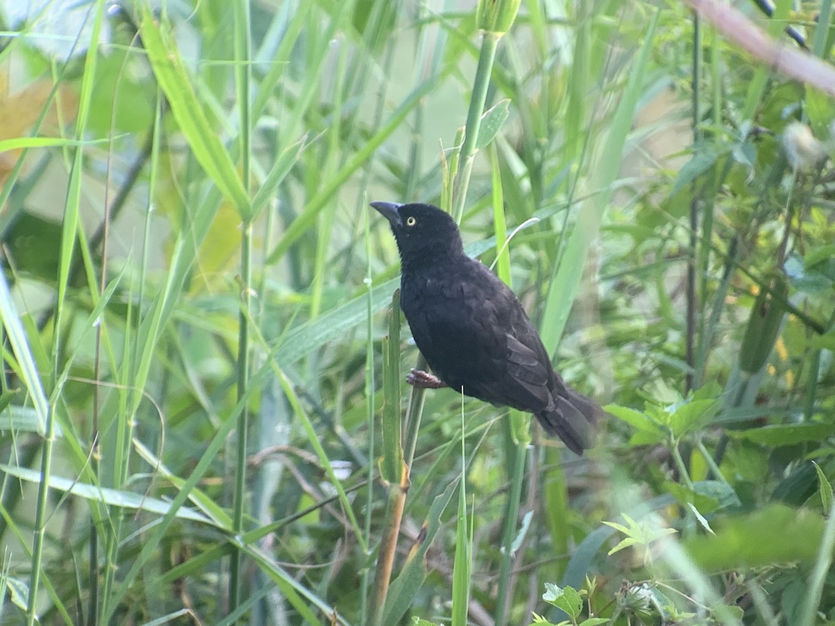 Vieillot's Black Weaver - ML638170597