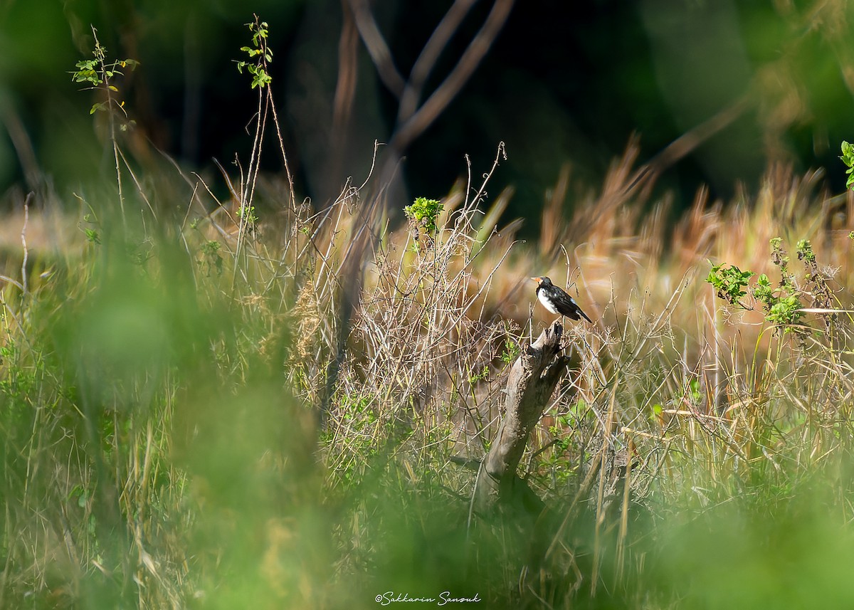 Siamese Pied Starling - ML638170598