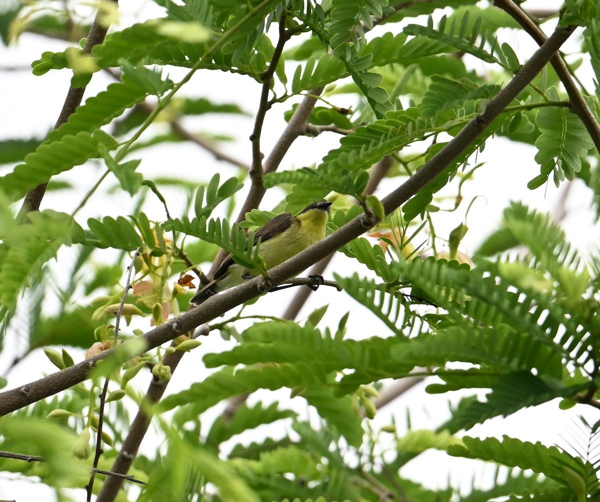 Golden-bellied Gerygone - ML638170602