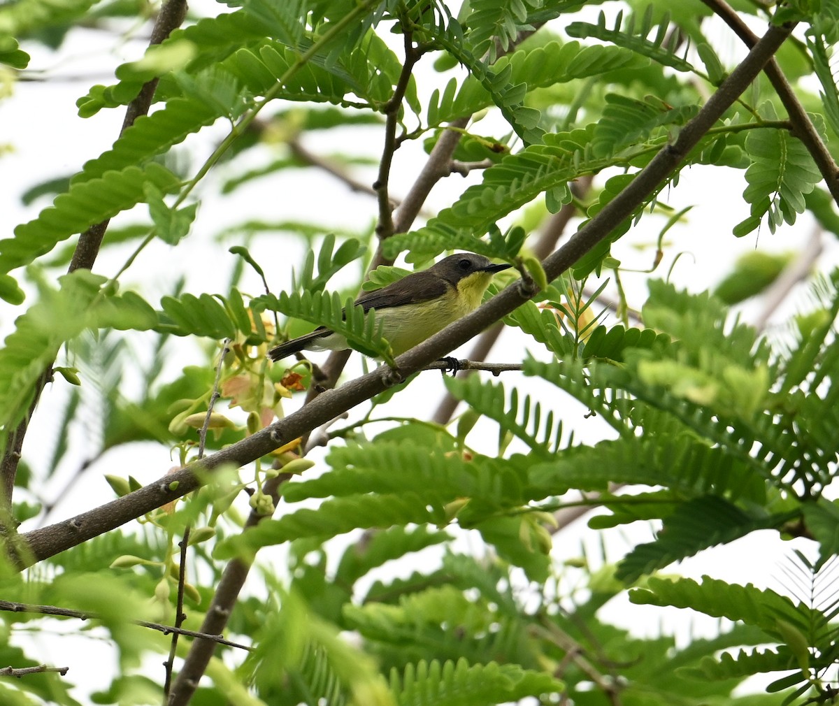 Golden-bellied Gerygone - ML638170603