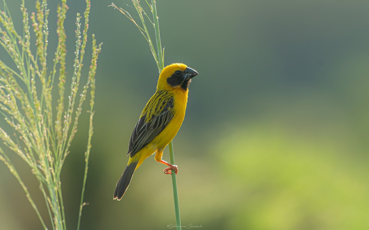 Asian Golden Weaver - ML638170612